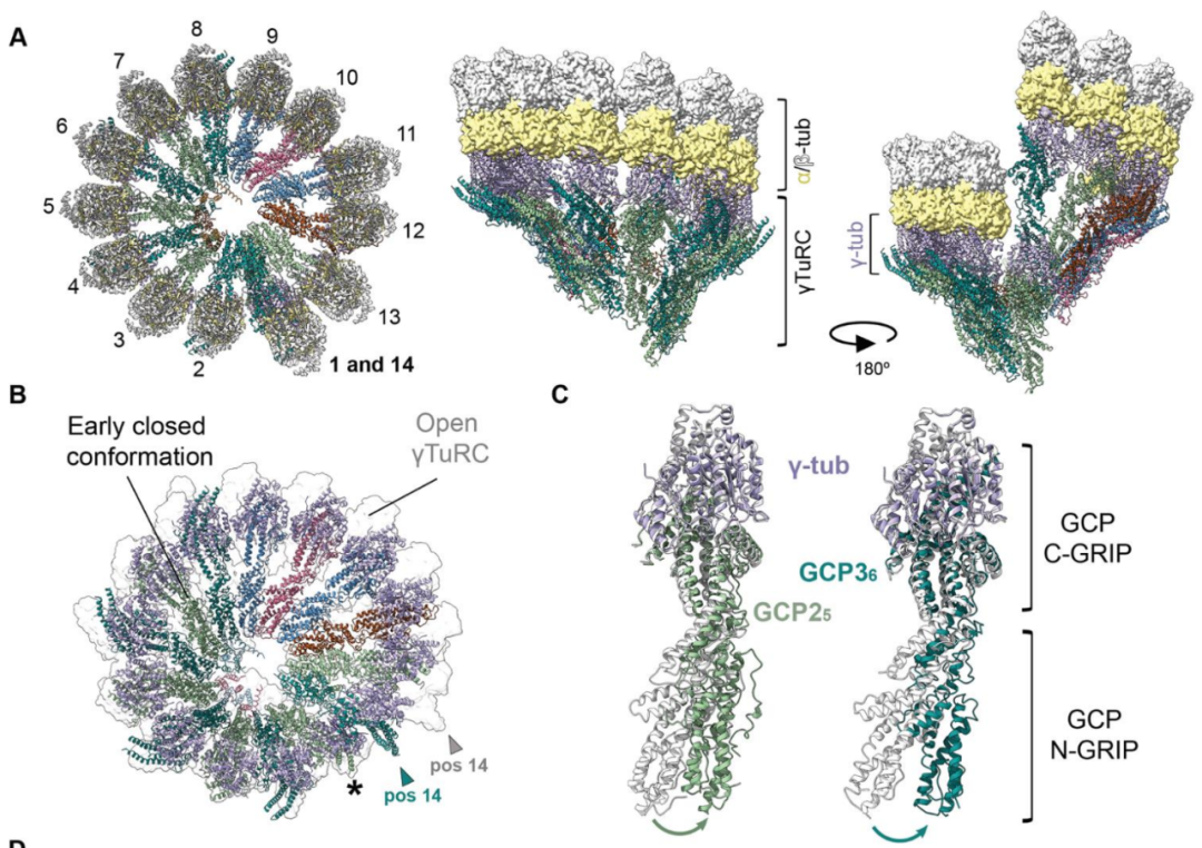 Science重磅：首次捕獲人類細胞“高速公路”構建過程的高分辨率圖像，為微管相關疾病的治療指明新的方向！